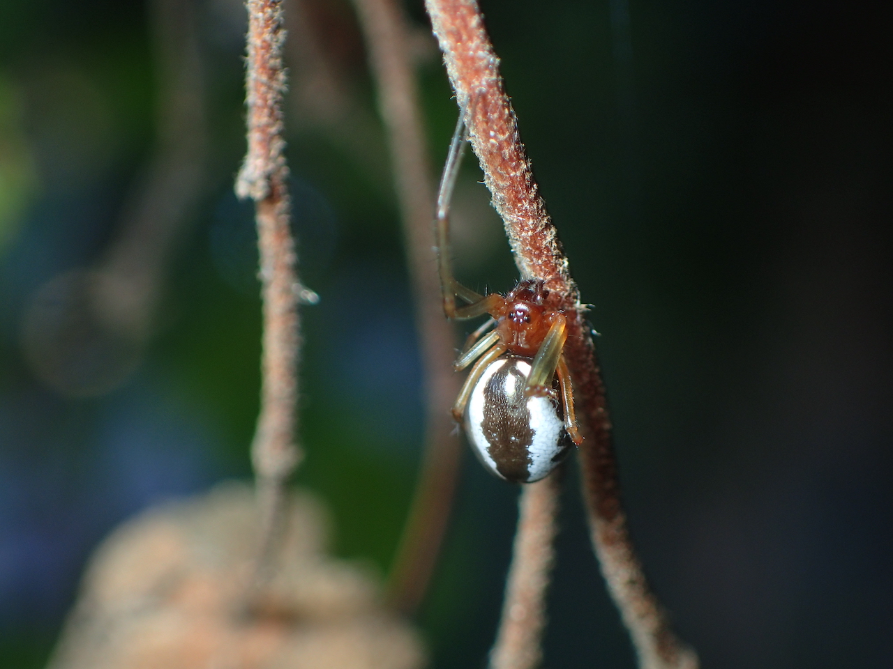 Frontinellina frutetorum Frontinellina frutetorum